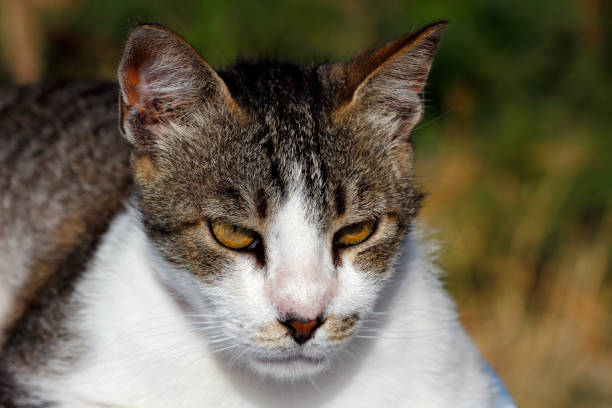 Portrait of feral multicolored cat in the countryside. Photography of nature and wildlife.