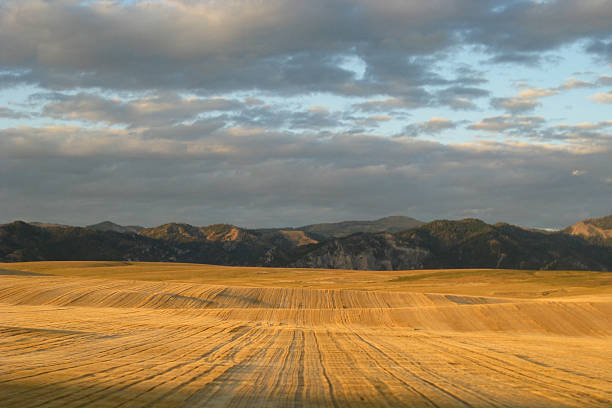 Golden campi, Big Sky - foto stock