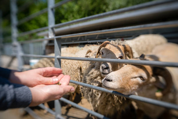 istock Woman feeding sheeps  on the farm 975118780