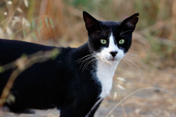istock Feral black-white cat in the countryside 975129494
