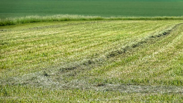istock Mown / cut farmers field, grass / hay field 975131142