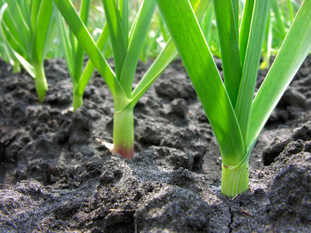 istock organically cultivated garlic plantation 975131258