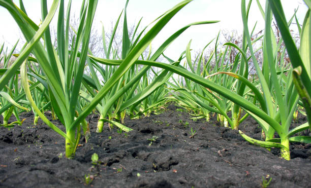 istock organically cultivated garlic plantation 975131260