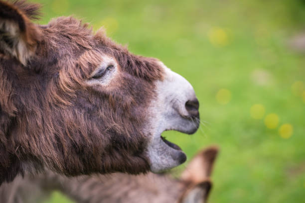 istock Large furry donkey shouting loudly 975131574