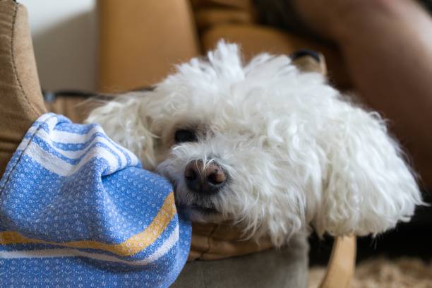 istock Small white bichon dog in the bag. 975131818