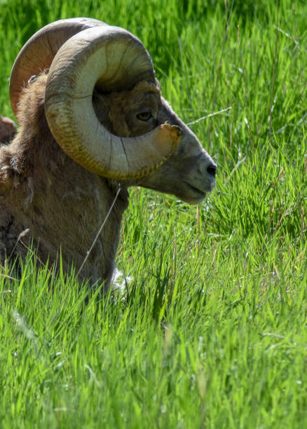 istock Bighorn sheep laying down 975142940