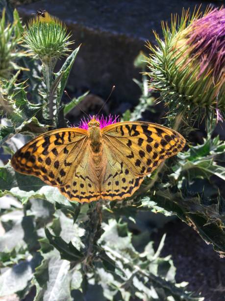 istock butterfly on a flower in the sunlight 975143804