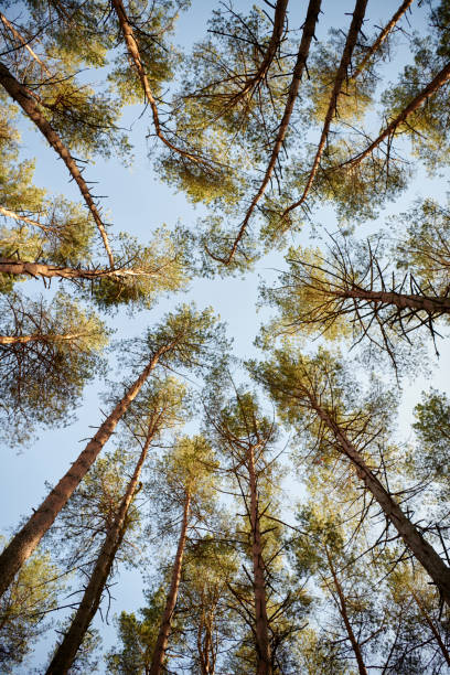 istock Beautiful nature in misty forest with clear blue sky 975146118