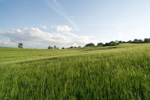 istock Green meadow with trees and views to mountains. 975151914