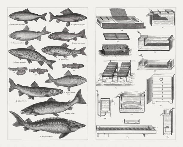 ilustraciones, imágenes clip art, dibujos animados e iconos de stock de cultivo de peces, especies y equipos de crianza, grabados en madera, publicaron 1897 - speckled trout illustrations