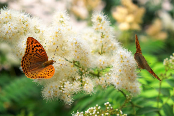 istock Summer background. Butterfly urticaria sits on a flower 975154934