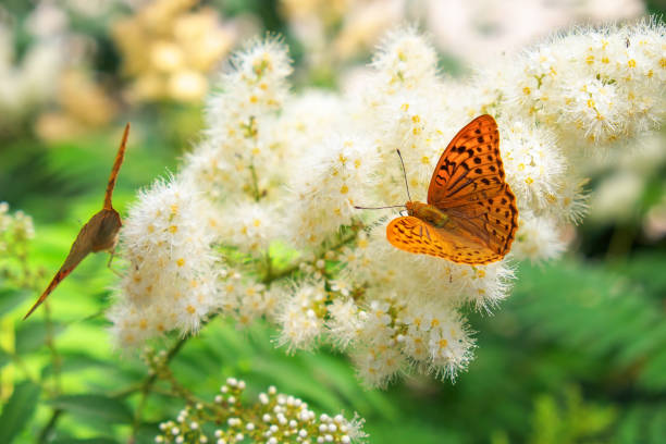 istock Summer background. Butterfly urticaria sits on a flower 975155084
