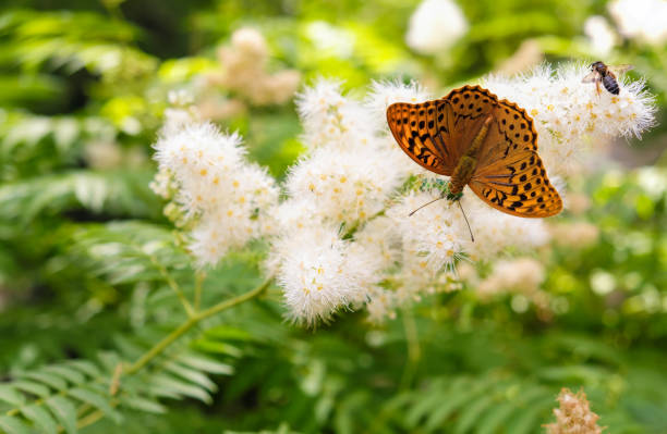 istock Summer background. Butterfly urticaria sits on a flower 975156140