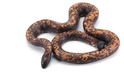Python Ground Snake Ground Python Isolated On White Background Stock Photo - Download ...