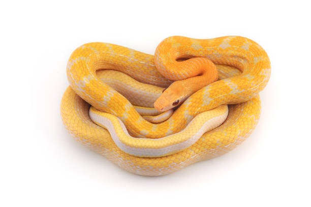 istock Rat snake albino isolated on white background 975156336