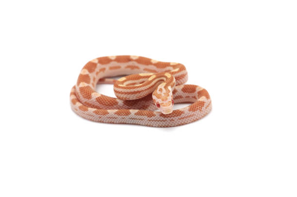 istock butter motley Corn snake isolated on white background 975156348