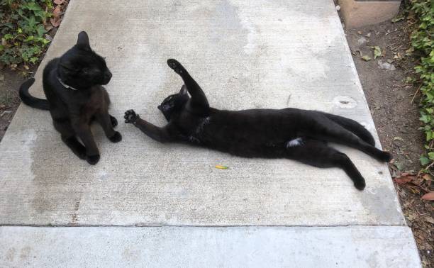 Black cats stock photo