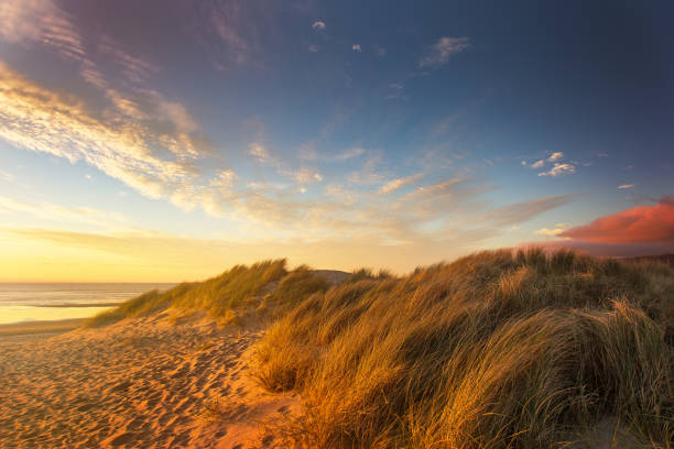 istock Dune Grass at Canon Beach Sunset 975158244