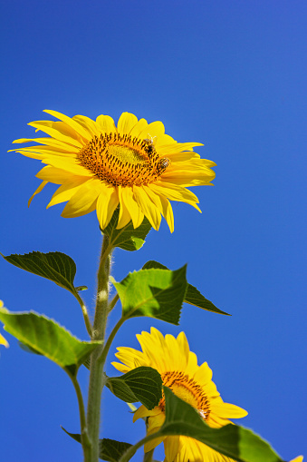 Golden sunflower with two bees on brilliant blue background.