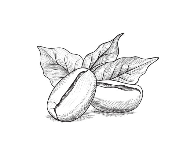 ilustraciones, imágenes clip art, dibujos animados e iconos de stock de granos de café con hojas. icono de café sketch set. línea arte doodle ilustración - coffee beans