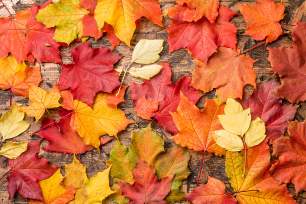 foglie colorate su tavola di legno - maple tree autumn textured leaf foto e immagini stock