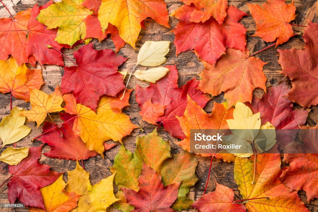 colored leaves on wooden board autumn background with colored leaves on wooden board Autumn Stock Photo