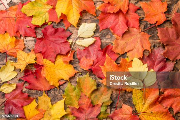 Colored Leaves On Wooden Board Stock Photo - Download Image Now - Autumn, Leaf, Backgrounds