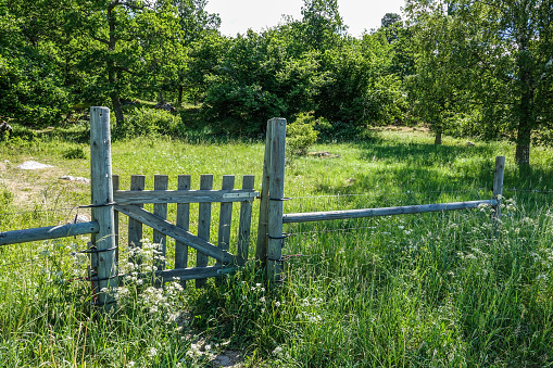 A gate into a sheep garden. Meadow with tall grass and wildflowers. Sweden.
