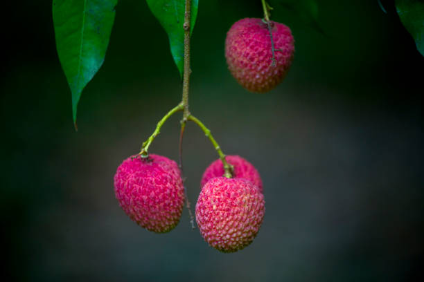 istock Lychee fruit harvesting at Rooppur, Ishwardi , Bangladesh. 975185366