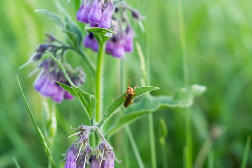 Longhorn Bug on a plant. Slovakia