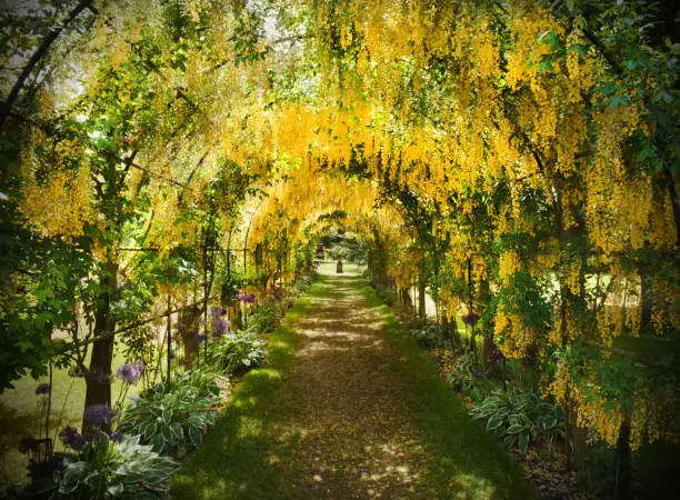 Yellow laburnum flowers trained to hang in an arched tunnel in an English garden in early summer