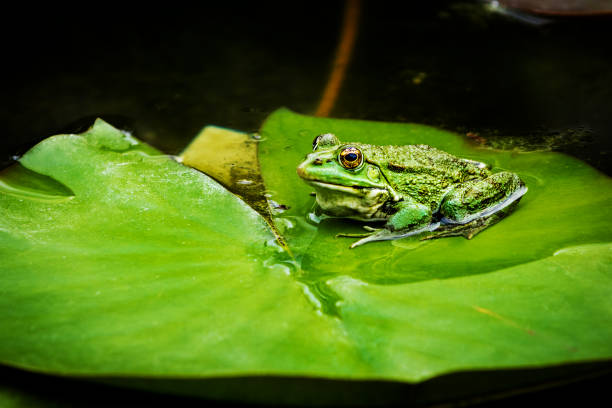 Frog on water lily leaf Close up of a common frog. It is sitting on the water lily leaf in the pond. anura stock pictures, royalty-free photos & images