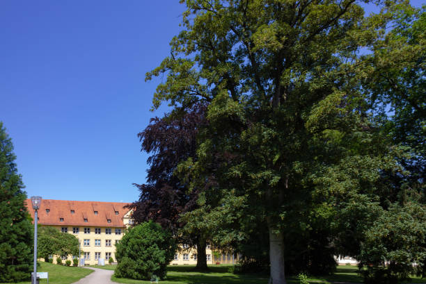 istock historical city park trees and lawn 975196054