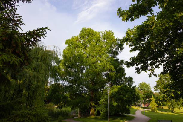 istock historical city park trees and lawn 975196094
