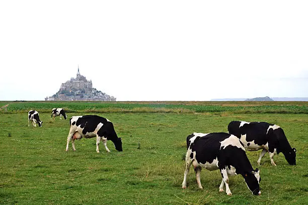 Black and white cows at pasture with Mont-Saint-Michel (Manche, Basse Normandie, Normandy, Northern France) in background, at horizon, under a cloudy sky in a summer day.