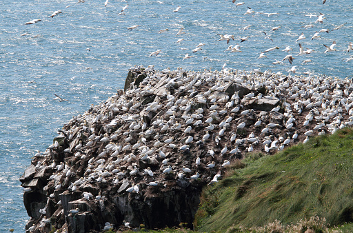 Northern Gannet in Newfoundland