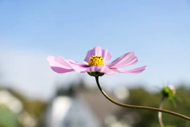 Macro closeup of a pink Cosmea flower