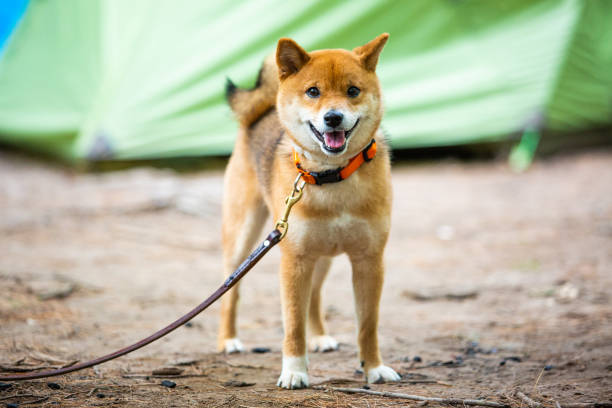 ひもに非常に幸せな芝犬日本犬 - ken ストックフォトと画像