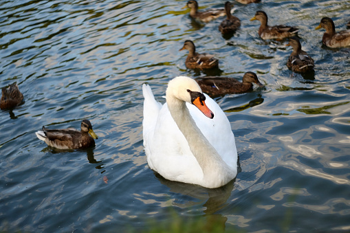 Beautiful white swan swimming in the lake near ducks