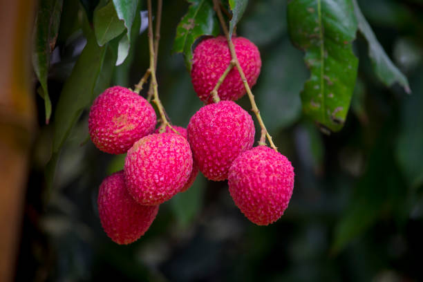 istock Lychee fruit harvesting at Rooppur, Ishwardi , Bangladesh. 975215604
