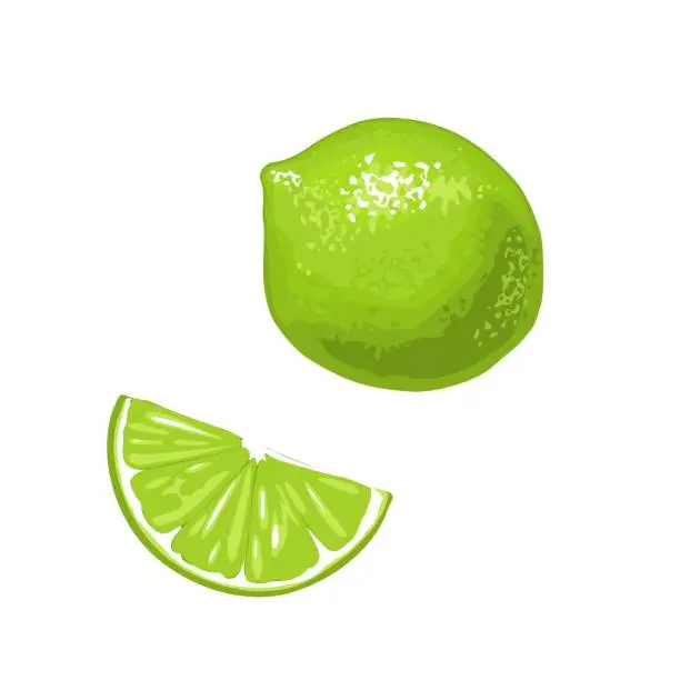 Vector illustration of Lime slice and whole.Vector color flat engraving