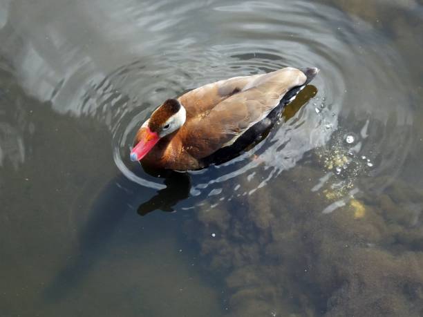 istock Black-bellied Whistling Duck (Dendrocygna autumnalis) 975220730