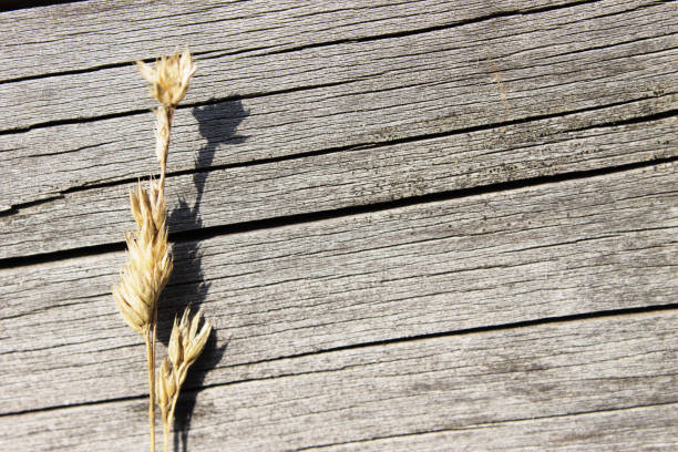 Wood texture. Background. Texture of a tree. Spikelet of wheat