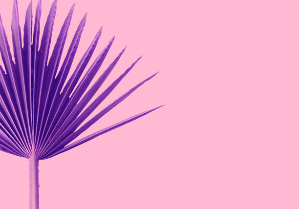 istock violet Palms leafs pink background concept Illustration 975221376