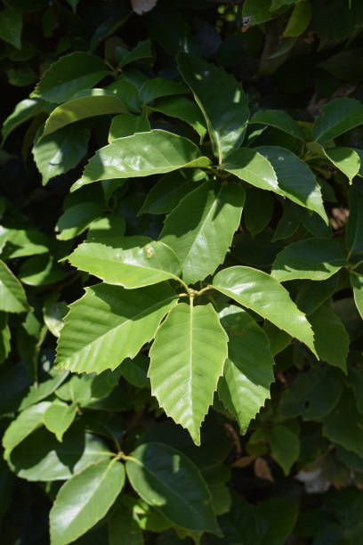 istock Leaves of Ring-cupped oak 975223312