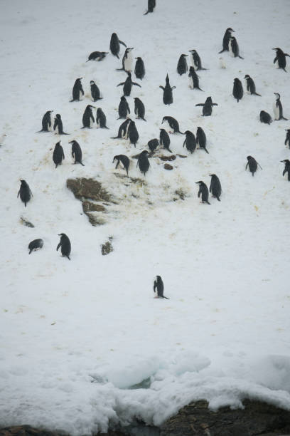 istock Ice glaciers and penguins of Antartica 975228548