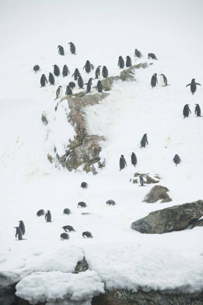 istock Ice glaciers and penguins of Antartica 975228558