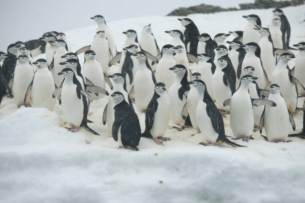 istock Ice glaciers and penguins of Antartica 975229094