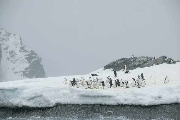 istock penguins and Antartica 975234260