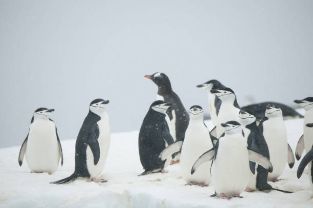 istock penguins and Antartica 975234350